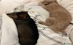 Miniature Dachshund dogs for stud: Looking for wife! Mini Wirehaired Dachshund - Image 20