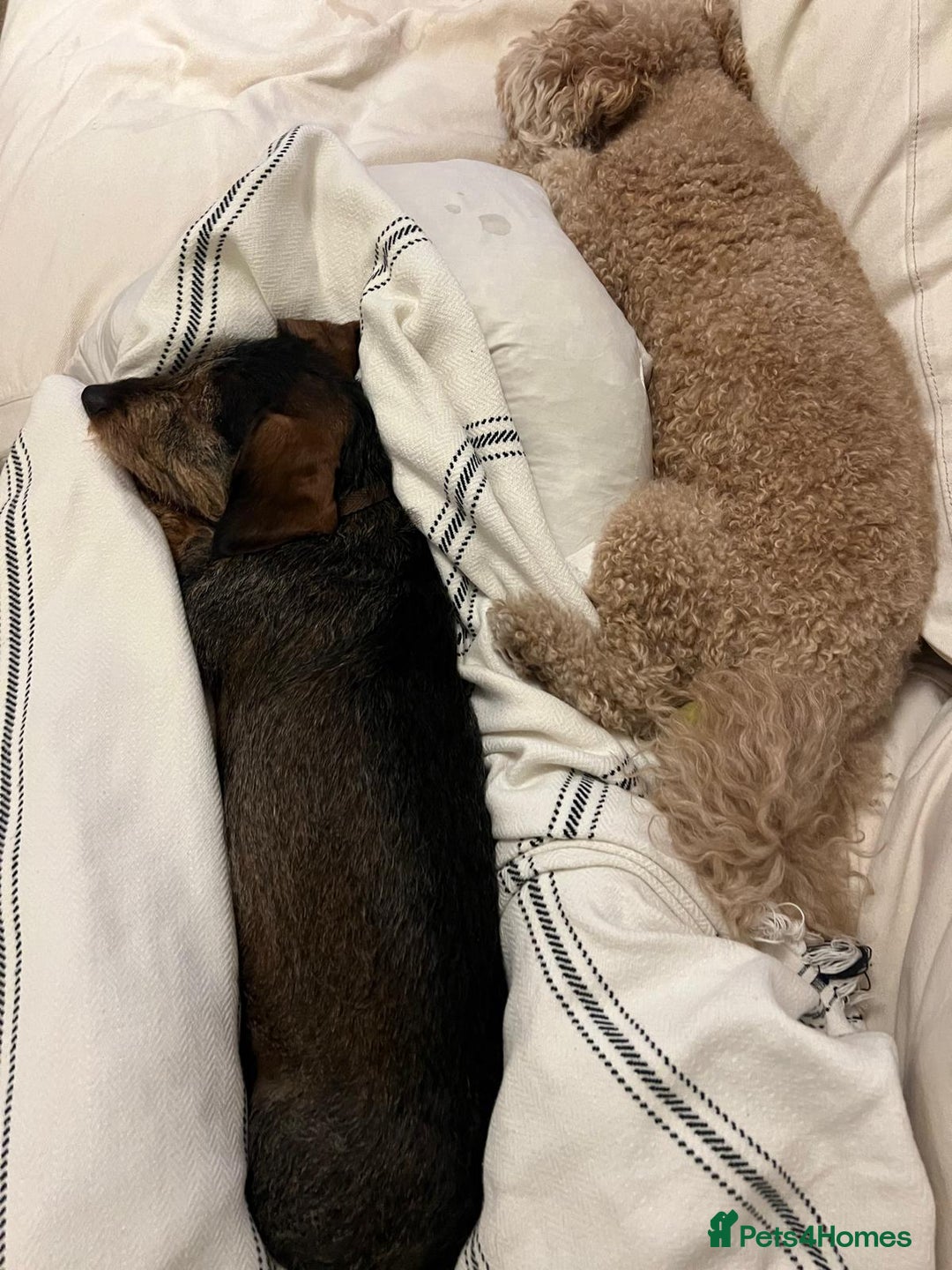 Miniature Dachshund dogs for stud: Looking for wife! Mini Wirehaired Dachshund - Image 20