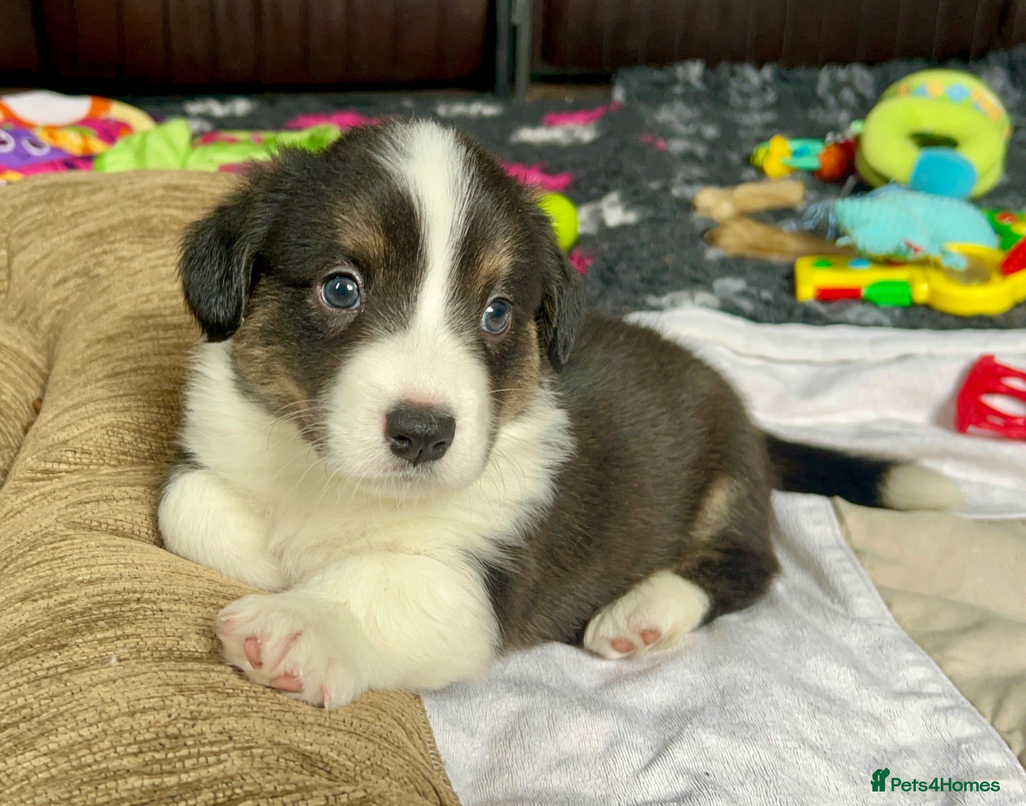 Welsh Corgi Cardigan dogs Quality KC Pedigree Corgi Cardigan Puppies - Advert 2