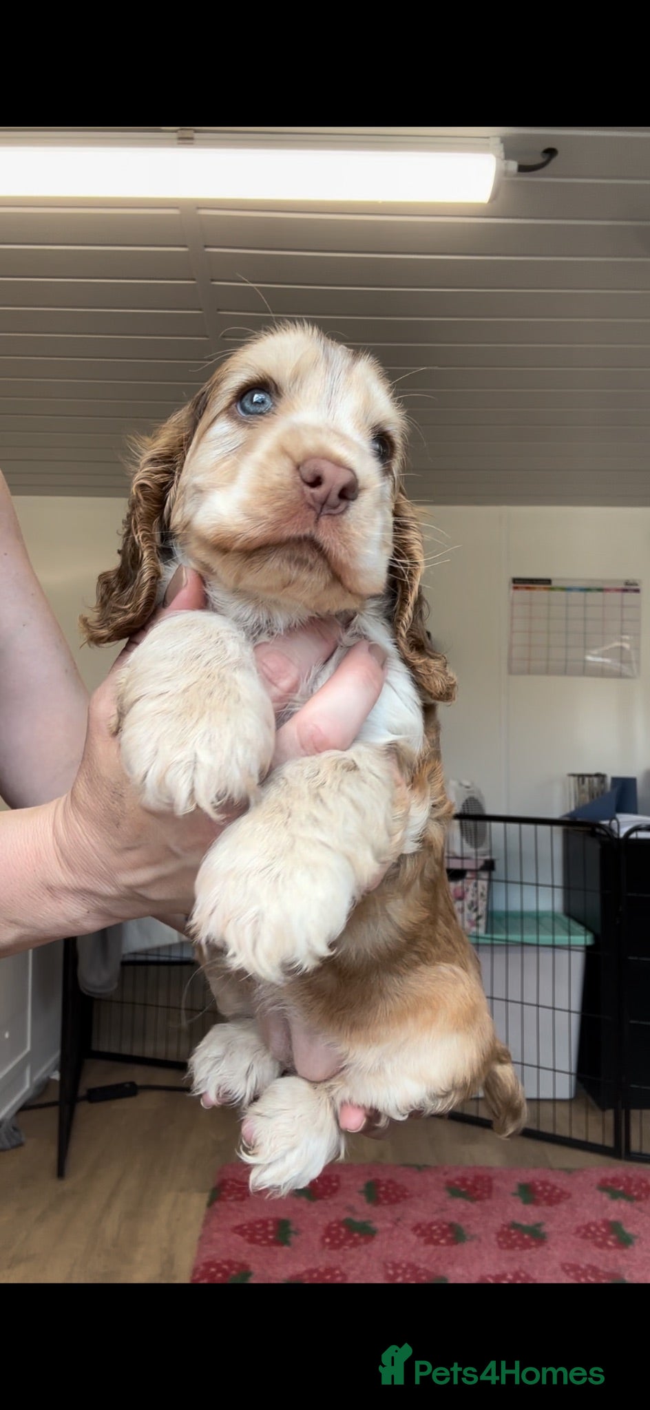 Cocker Spaniel dogs KC Registered Sable Show cocker spaniels  - Advert 1
