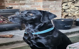 Labrador Retriever dogs for sale: KC Registered Black Labrador Puppies - Image 6