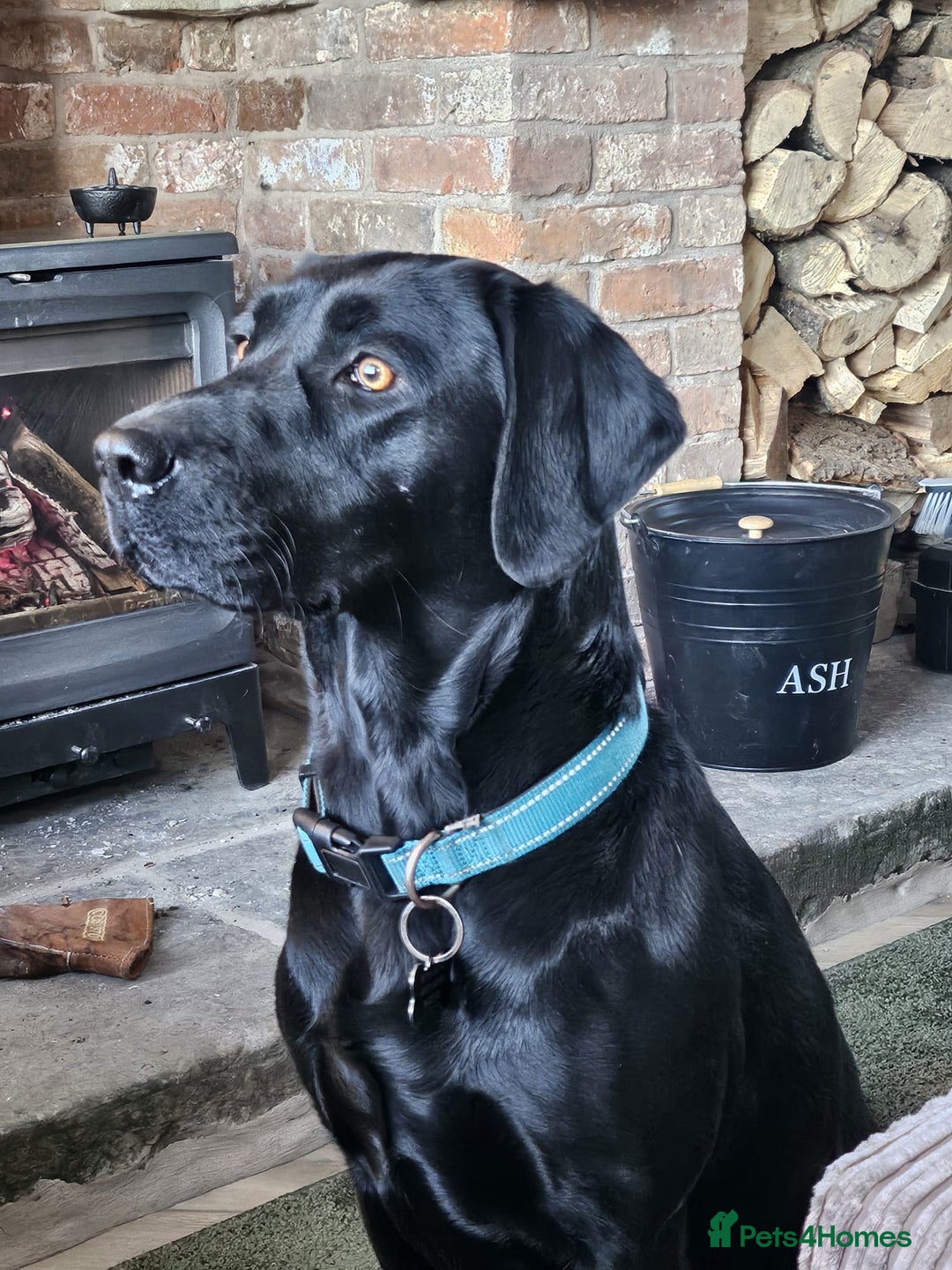Labrador Retriever dogs for sale: KC Registered Black Labrador Puppies - Image 6