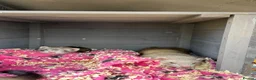 Ferret rodents for sale: Ferrets x2 mirco ferretx 1  in Bristol - Advert 3