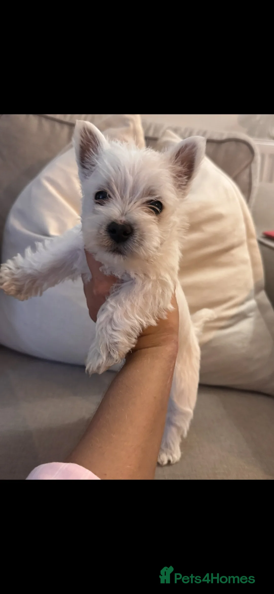 West Highland Terrier dogs for stud: West highland terrier STUD! - Advert 9