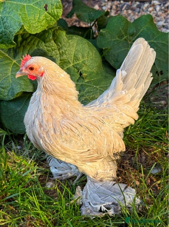 Chickens poultry - Advert 4