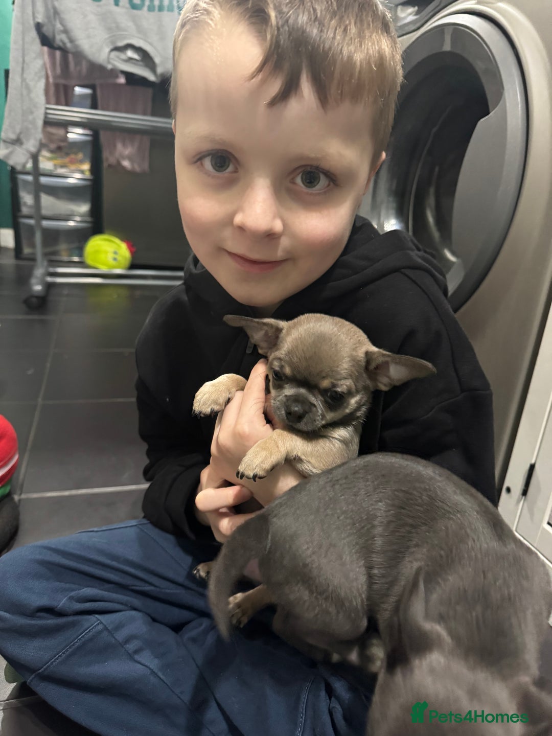 Chihuahua dogs for sale: Blue fawn male chihuahua puppy - Advert 8