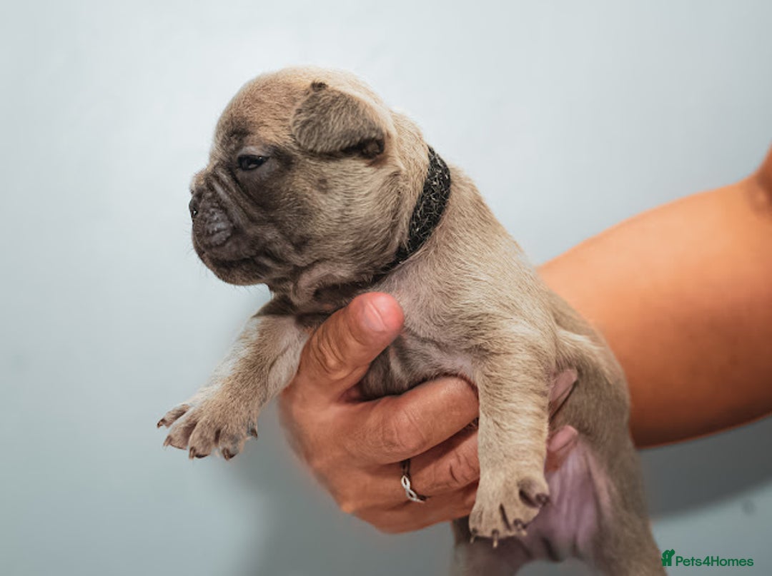 French Bulldog dogs for sale: 5 boys and 3 girls - DEPOSITS BEING TAKEN - Advert 12