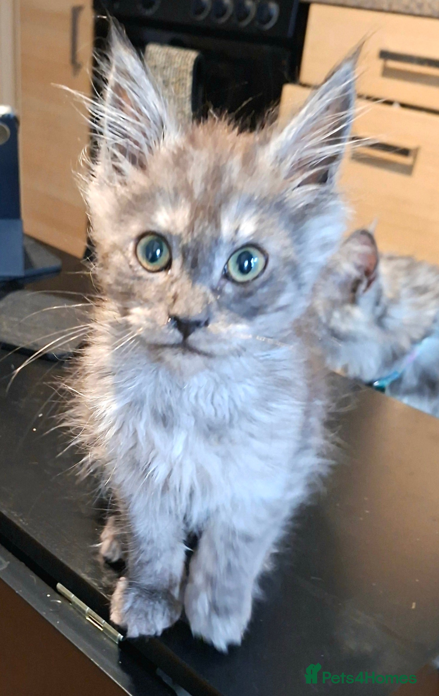 Maine Coon cats Pedigree Maine Coon kitten - Advert 18