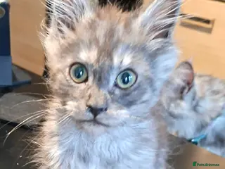 Maine Coon cats Pedigree Maine Coon kitten - Advert 18