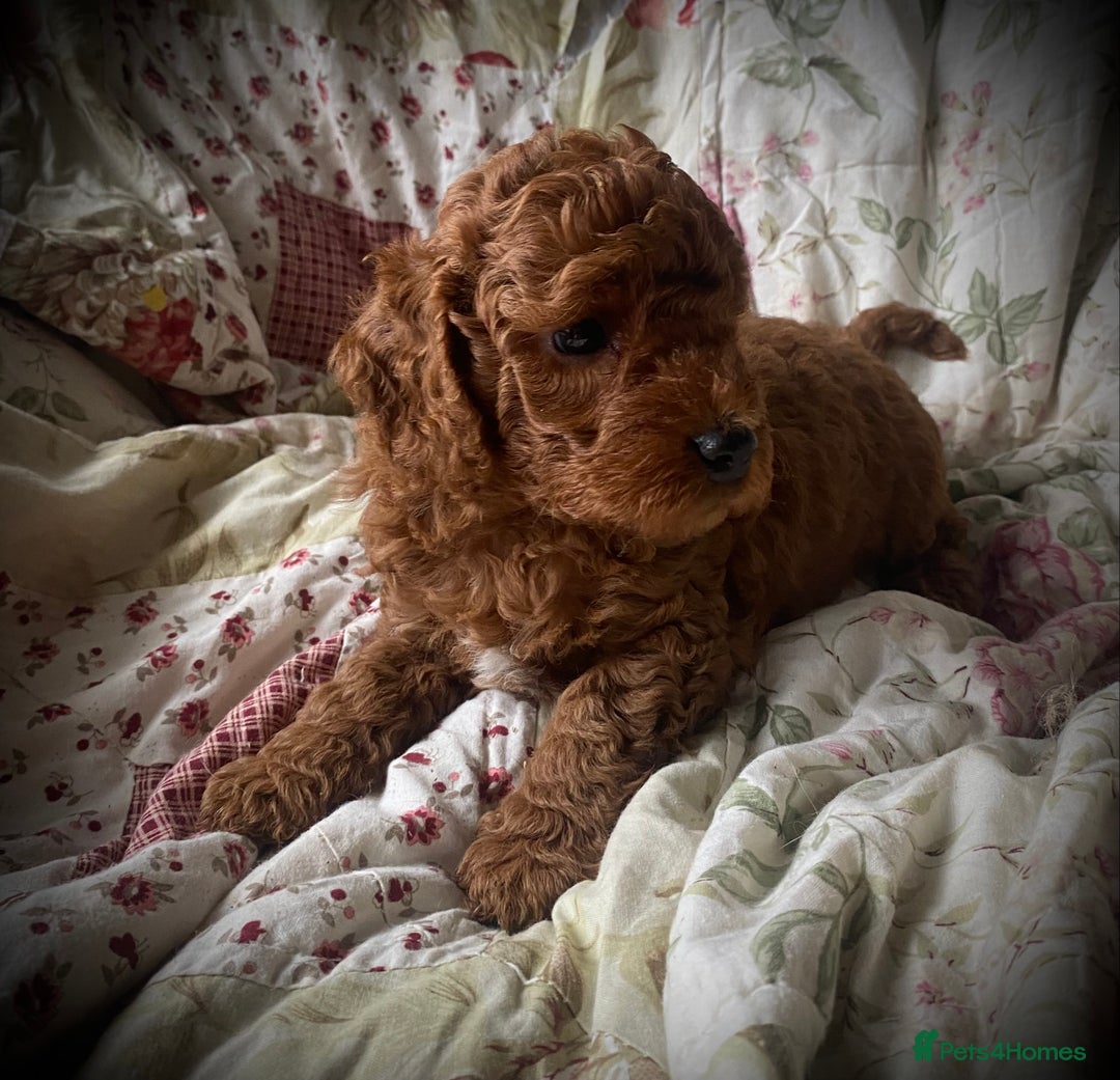 Cockapoo dogs for sale: Fabulous F1b Fox Red Cockapoo Health Cleared - Image 37