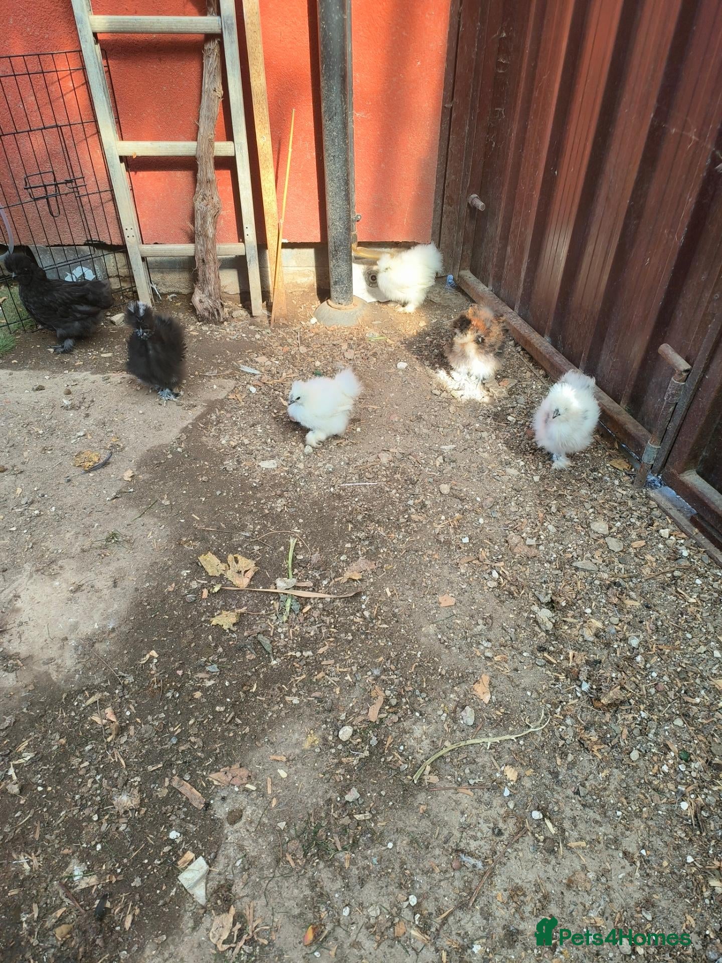 Chickens poultry USA Silkies chicks  available, - Advert 19
