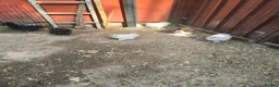 Chickens poultry for sale: USA Silkies chicks  available, - Advert 1