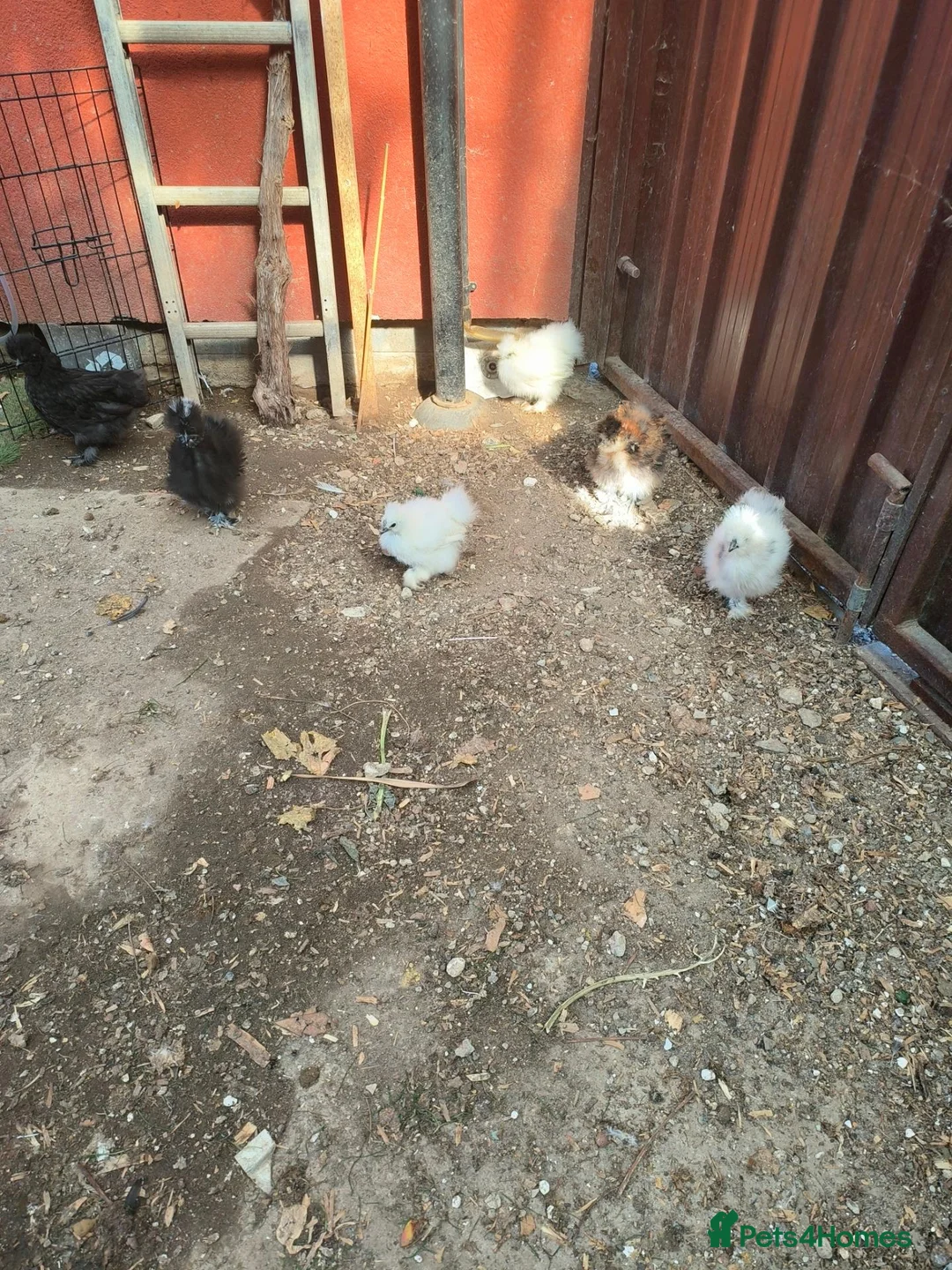 Chickens poultry for sale: USA Silkies chicks  available, - Advert 1