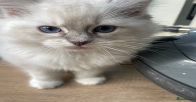 Ragdoll cats - Advert 15