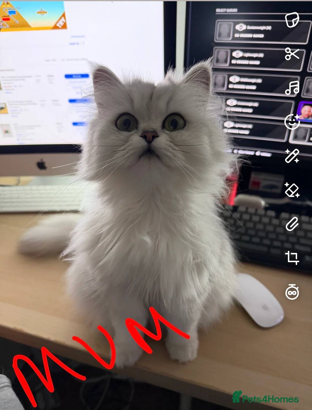 Persian cats for sale: Persian chinchilla kittens x3 males for sale  - Advert 5