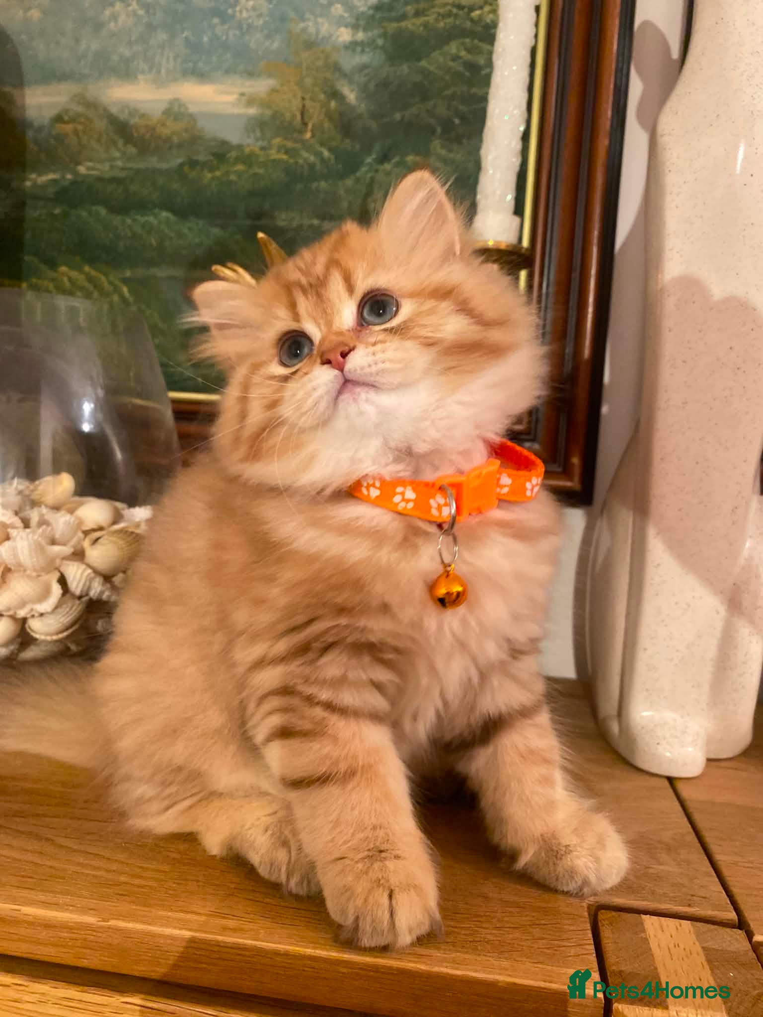British Shorthair cats British shorthair kittens  - Advert 5