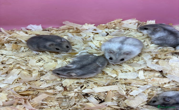 Hamster rodents - Advert 2