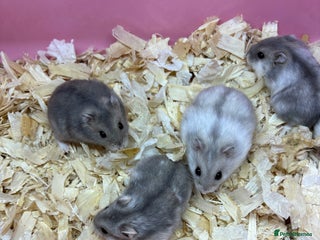 Hamster rodents - Advert 1
