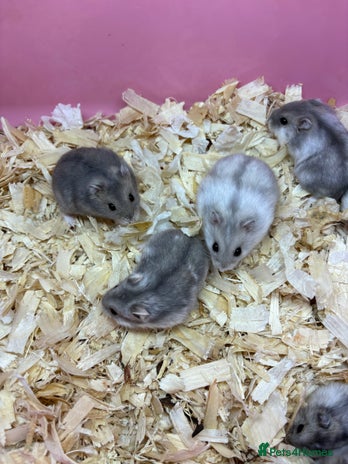 Hamster rodents - Advert 1