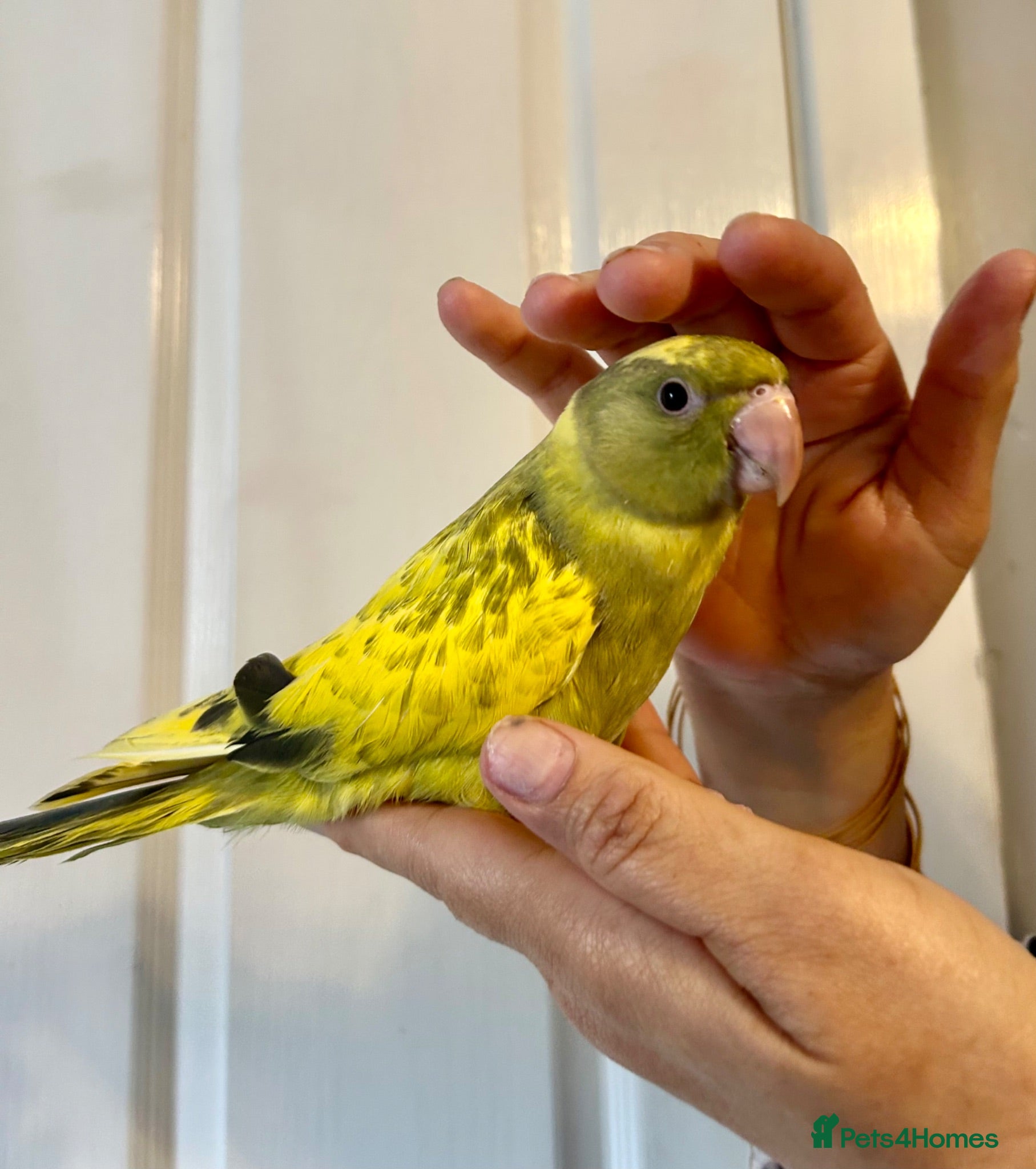 Ringnecks birds Hand Reared Baby Indian Ringnecks  - Advert 1