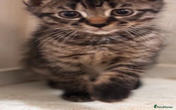 Mixed Breed cats for sale: 2 female black kittens and a tabby male  - Image 13