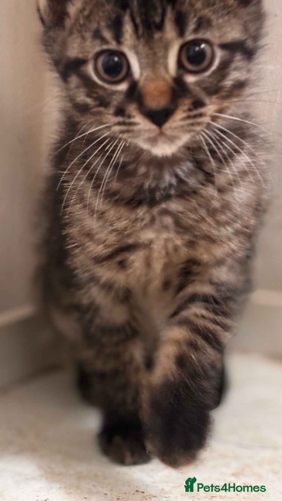Mixed Breed cats for sale: 2 female black kittens and a tabby male  - Image 13