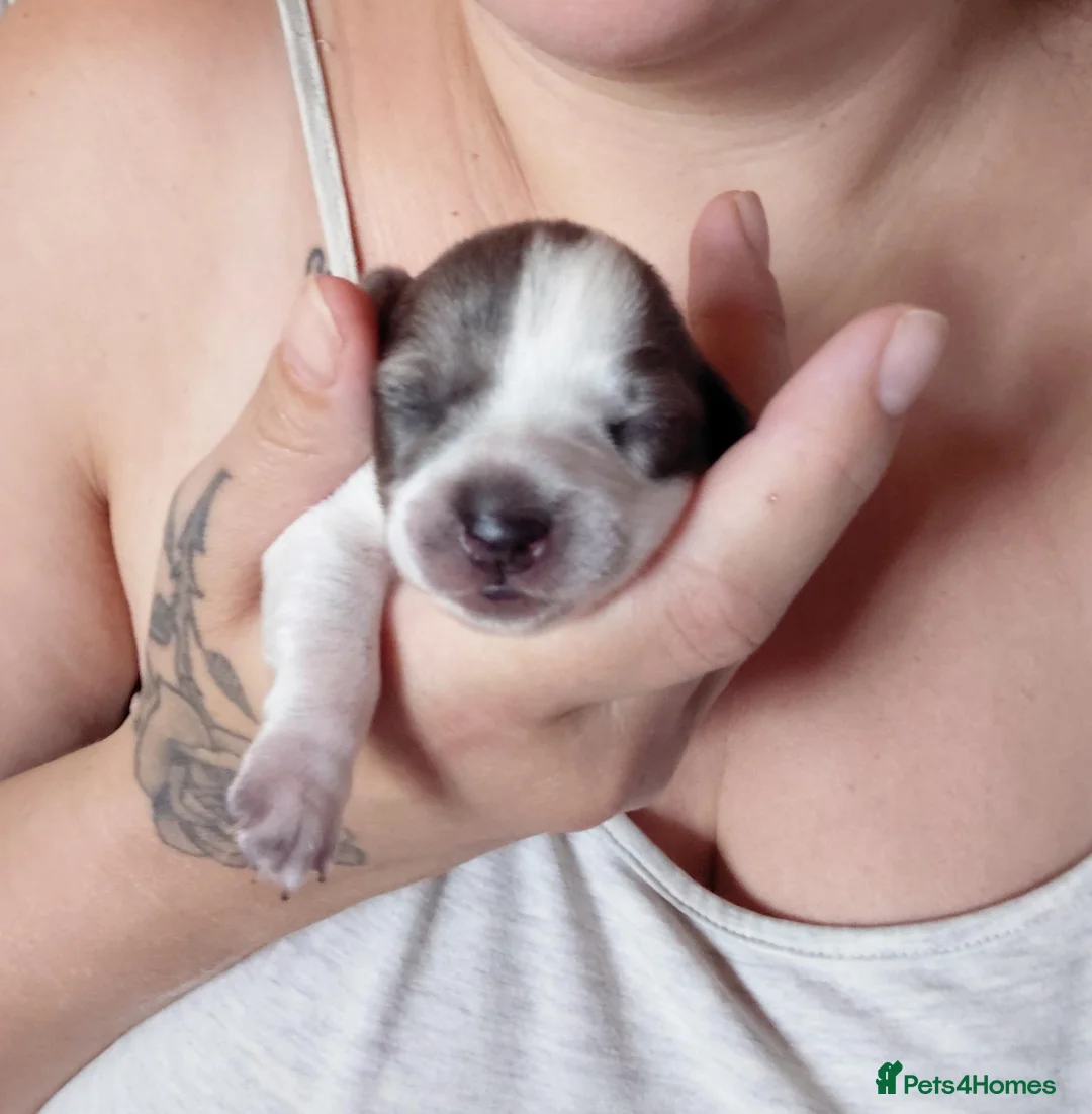 Chiweenie dogs for sale: Dachshund x Puppies  - Advert 2