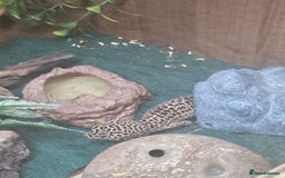 Leopard Gecko reptiles for sale: Leopard Gecko "Tim"  - Image 1