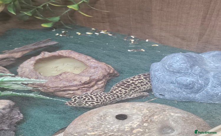 Leopard Gecko reptiles - Advert 1