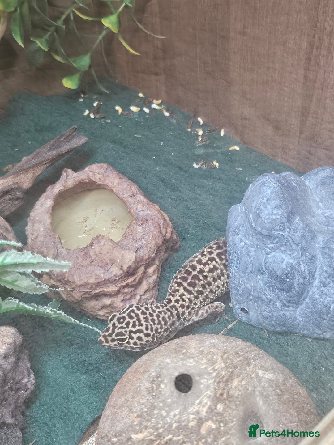 Leopard Gecko reptiles for sale: Leopard Gecko "Tim"  - Image 1