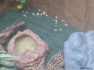 Leopard Gecko reptiles - Advert 2