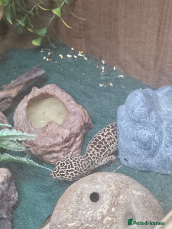 Leopard Gecko reptiles - Advert 2