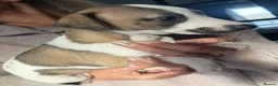 Whippet dogs for sale: KC Registered Whippet Pups in Rotherham - Advert 7