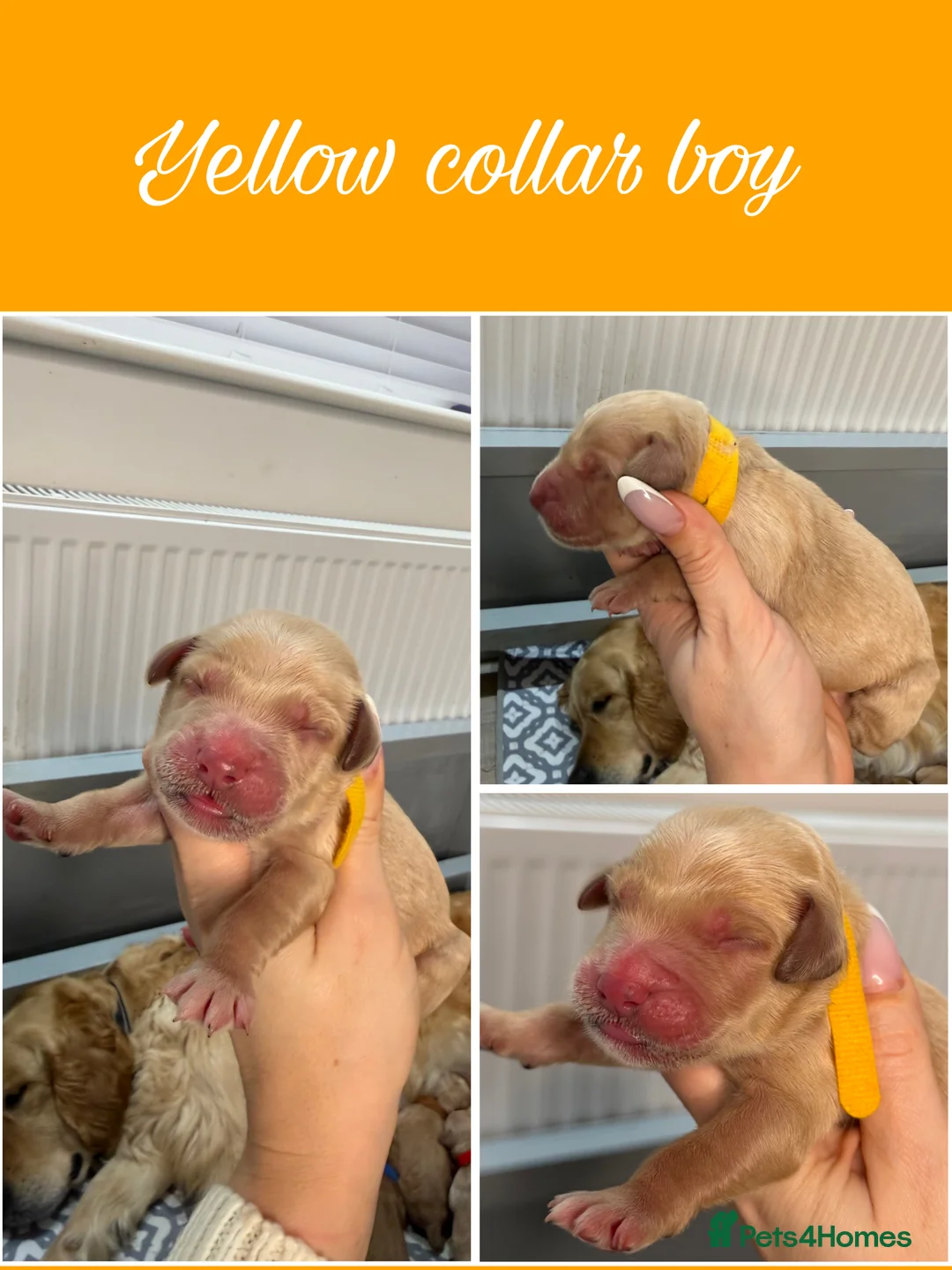 Goldendoodle dogs for sale: Top Quality F1 Bicolour Goldendoodle  - Advert 12