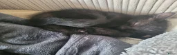Mixed Breed cats for sale: Mixed Breed male and female kittens ready TBH  - Advert 8