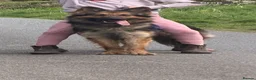 German Shepherd dogs for sale: German shepherd  - Advert 1