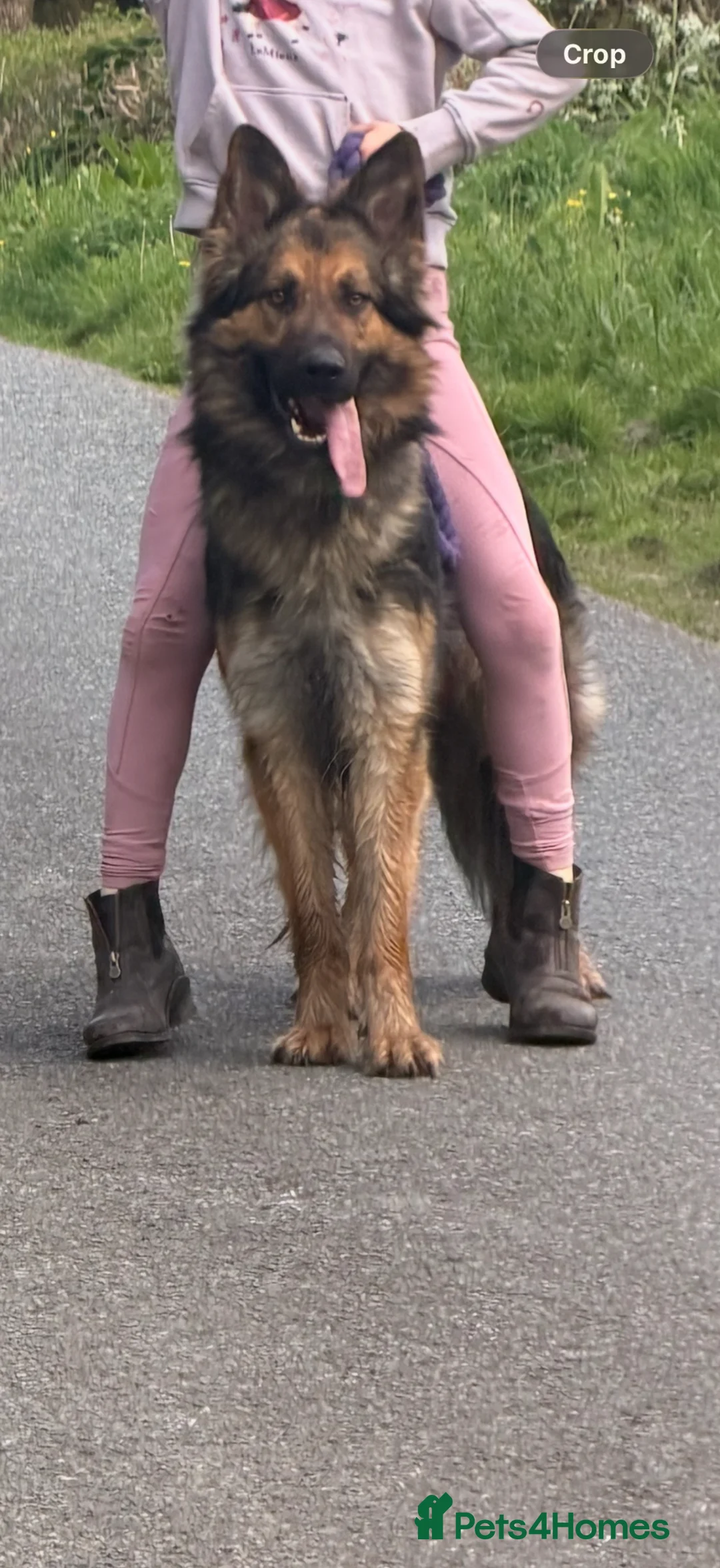 German Shepherd dogs for sale: German shepherd  - Advert 1