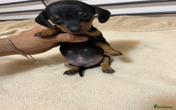 Miniature Dachshund dogs for sale: Miniature Dachshund KC ready now  - Image 17