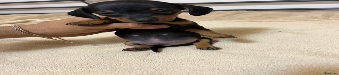 Miniature Dachshund Puppy 3