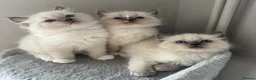 Ragdoll cats for sale: AMAZING PEDIGREE RAGDOLL KITTENS  - Advert 10