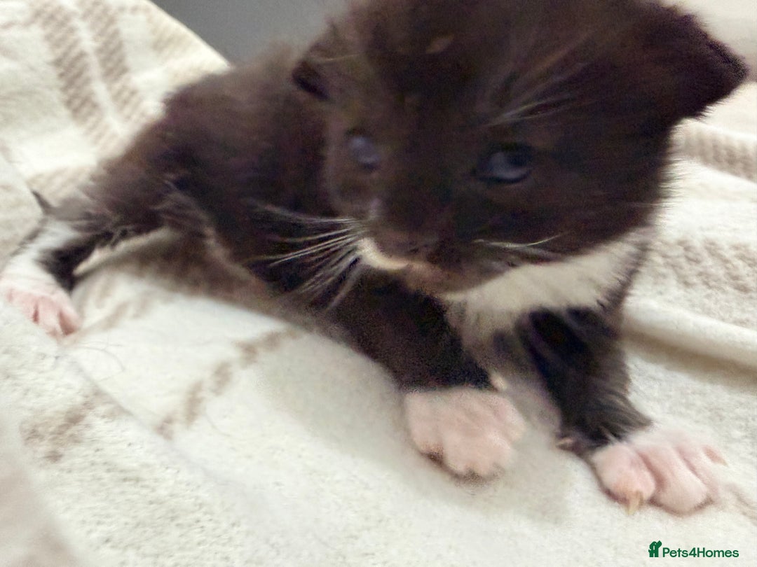 Mixed Breed cats for sale: Female tuxedo kittens - Advert 6