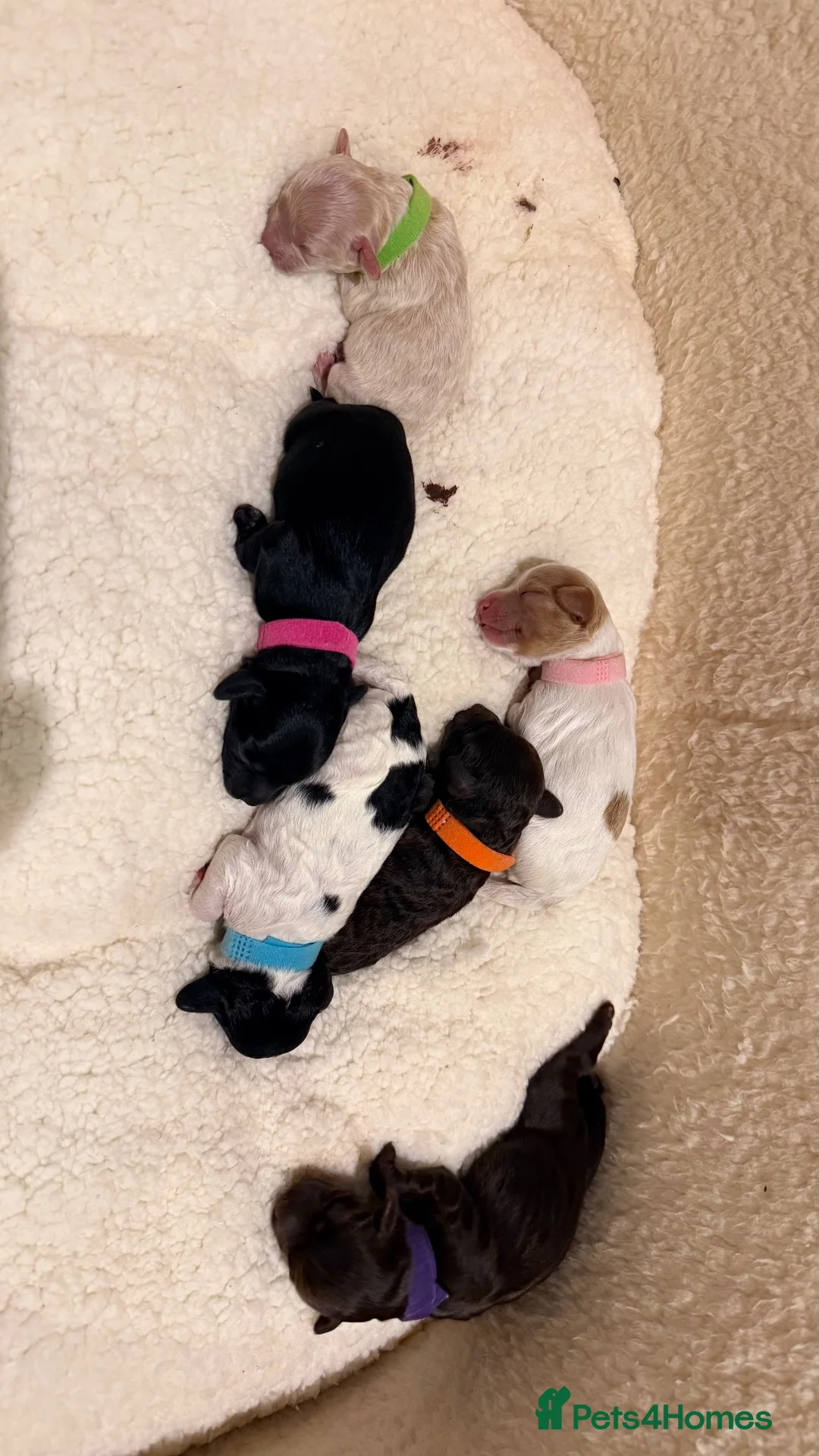 Cockapoo dogs for sale: 🐾 Stunning F2 Cockapoo Pups – 2 Boys & 4 Girls 🐾 - Advert 35