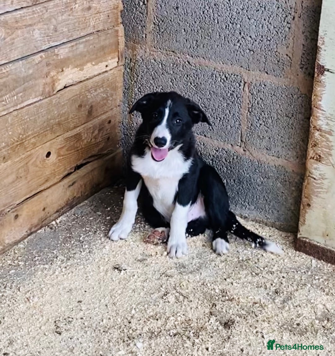 Border Collie dogs for sale: Beautiful border collies - Image 3