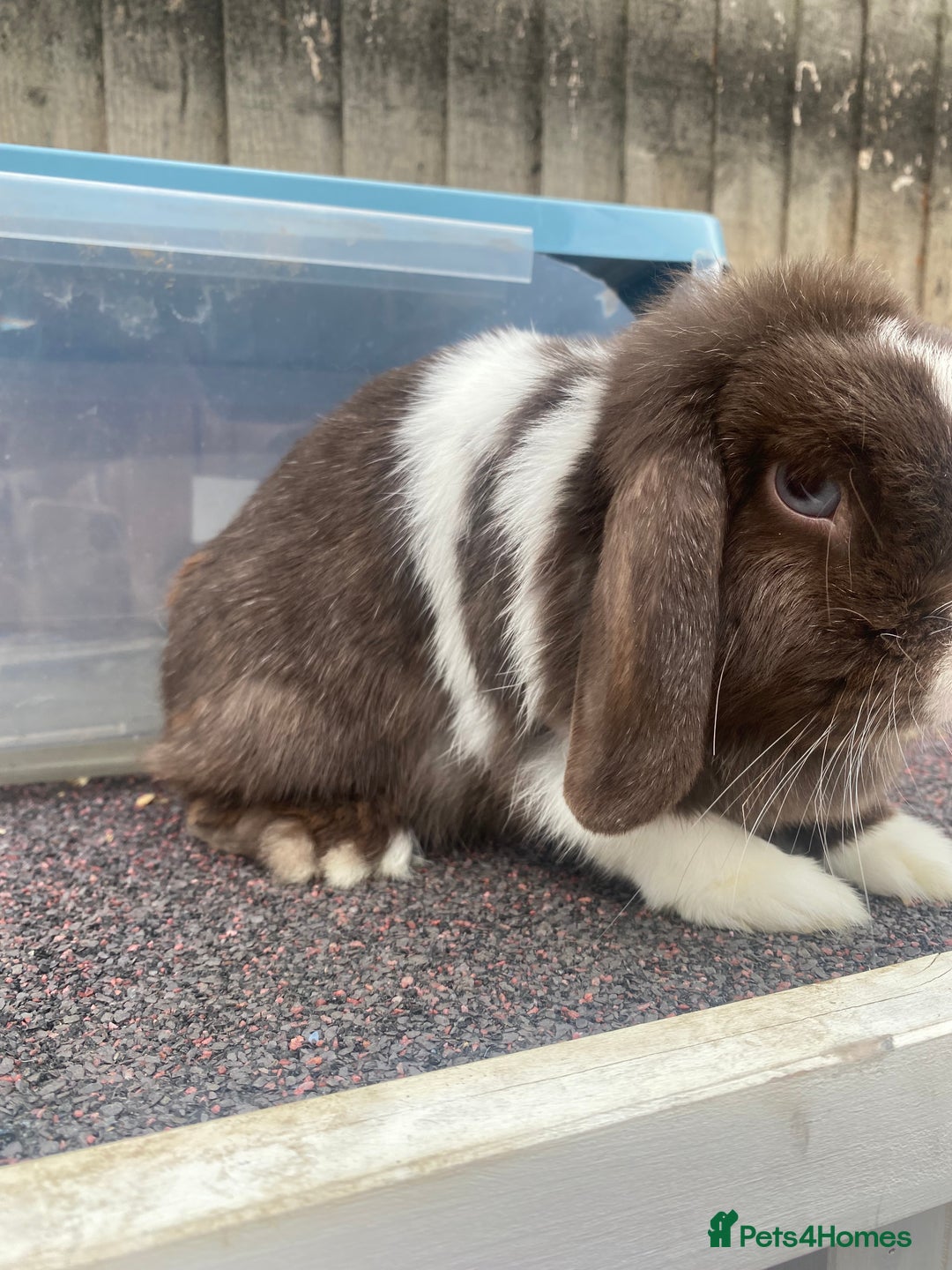 Mini Lop rabbits for sale: Chocolate split doe  - Image 4