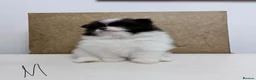 Pomeranian dogs for sale: Pomeranian Puppies – Home Raised With Mum & Dad - Advert 20