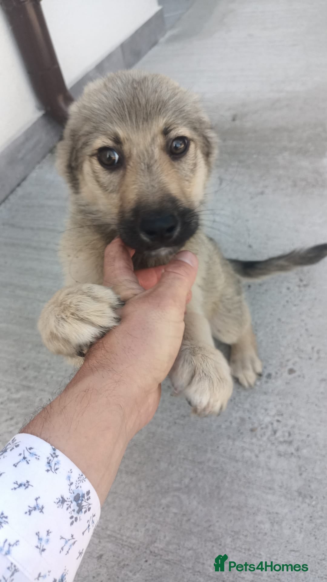 Mixed Breed dogs for adoption: SISSY, a Beautiful Young Girl - for a Loving Home - Image 16