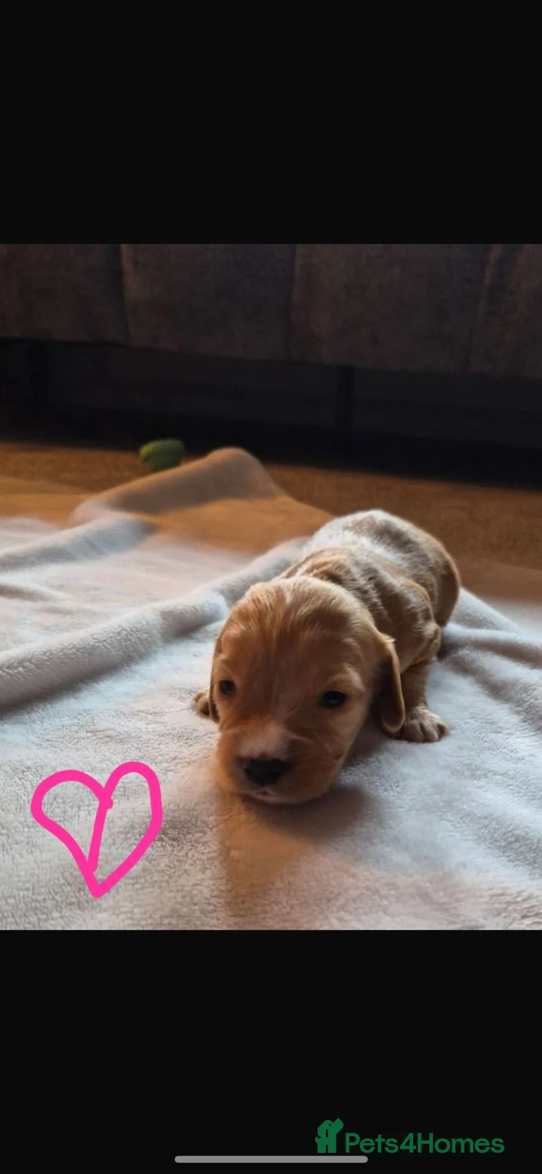 Mixed Breed dogs for sale: Cockalier - Advert 2