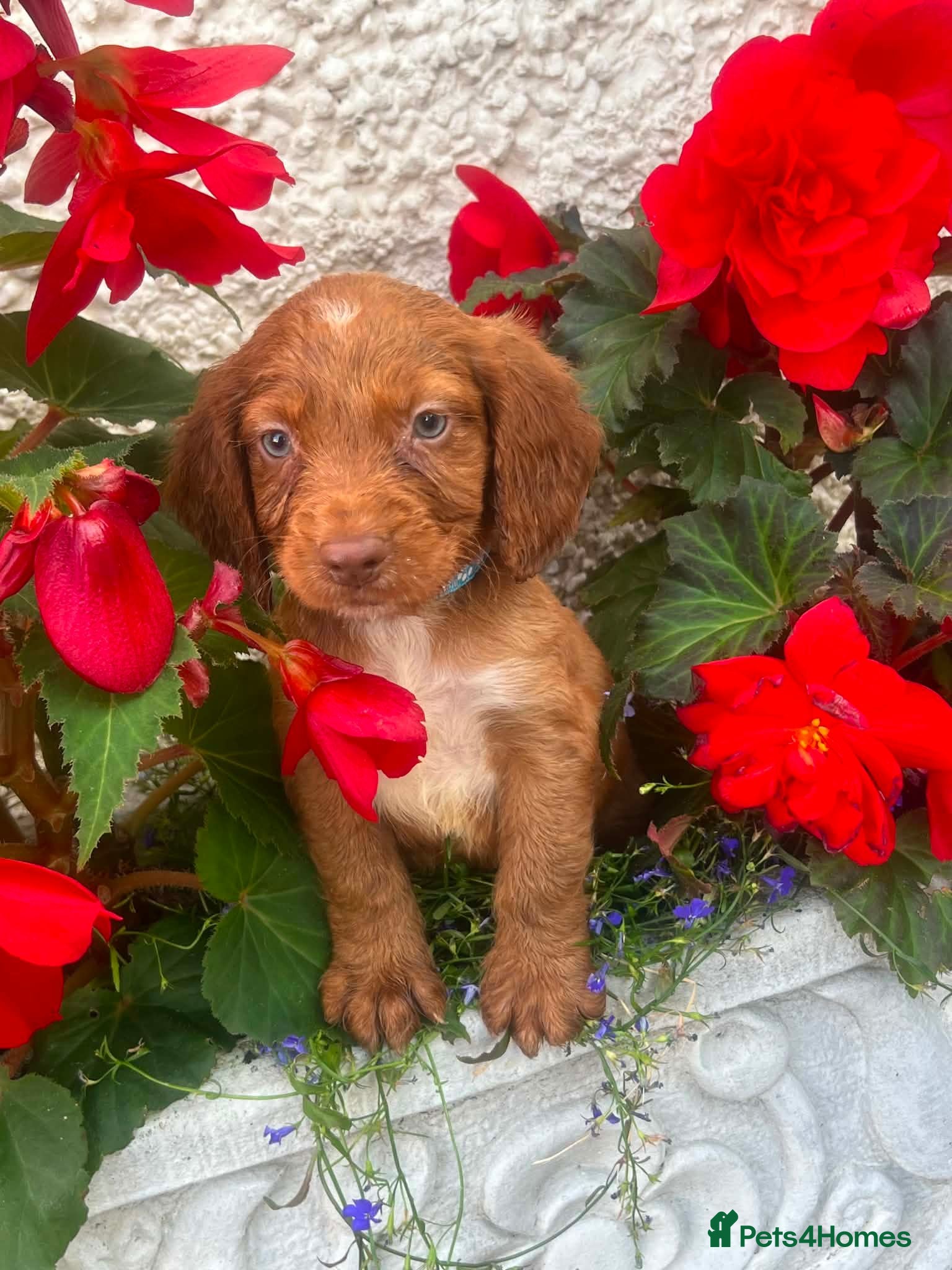 Cocker Spaniel dogs 5 beautiful cocker pups  - Advert 18