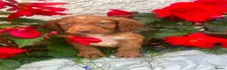 Cocker Spaniel dogs for sale: 5 beautiful cocker pups  - Advert 4