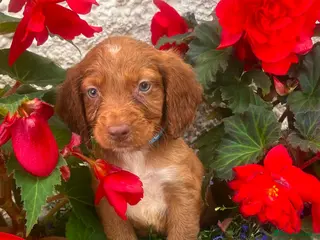 Cocker Spaniel dogs 5 beautiful cocker pups - Advert 4